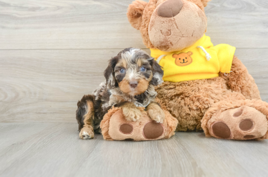 Cavapoo Puppy for Adoption