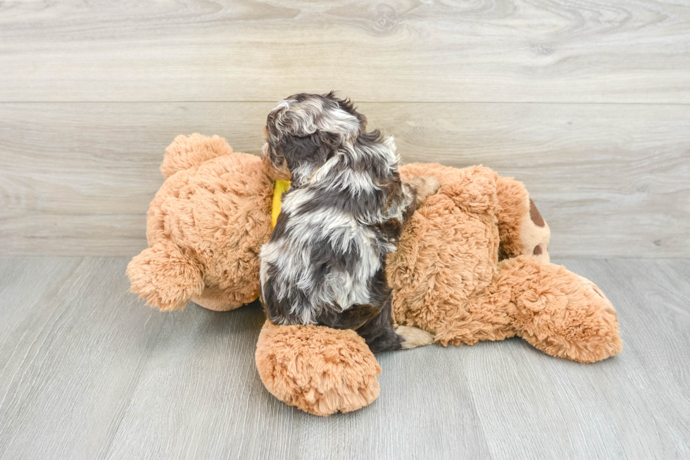 Cavapoo Pup Being Cute