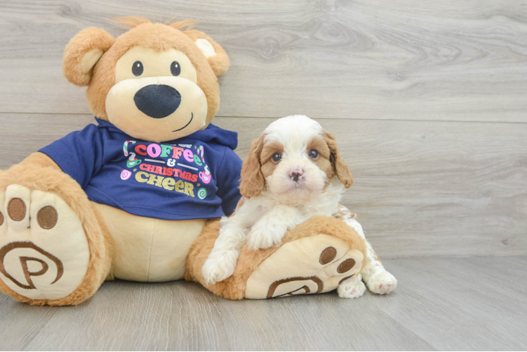 Happy Cavapoo Baby