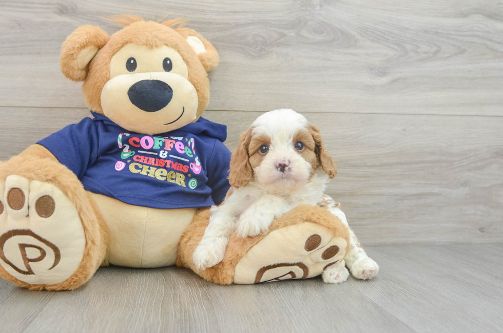 5 week old Cavapoo Puppy For Sale - Premier Pups