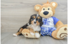 Cavapoo Puppy for Adoption