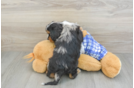 Cavapoo Pup Being Cute