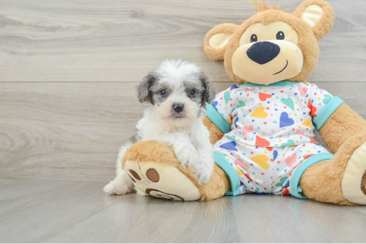 Adorable Cavalier King Charles Spaniel and Poodle Mix Poodle Mix Puppy