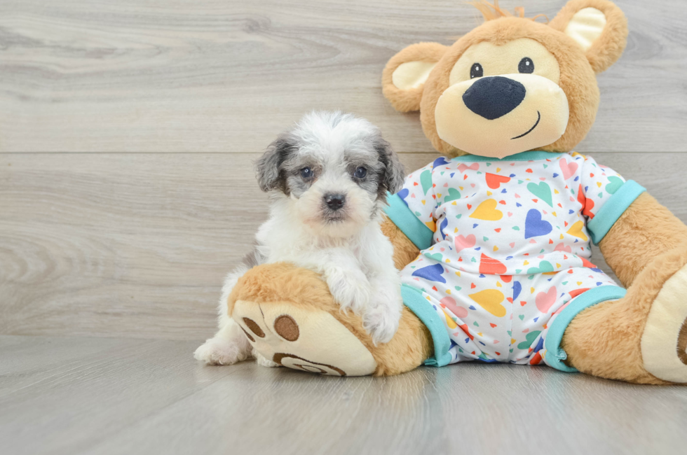 8 week old Cavapoo Puppy For Sale - Premier Pups