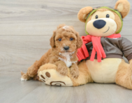 7 week old Cavapoo Puppy For Sale - Premier Pups