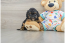Small Cavapoo Baby