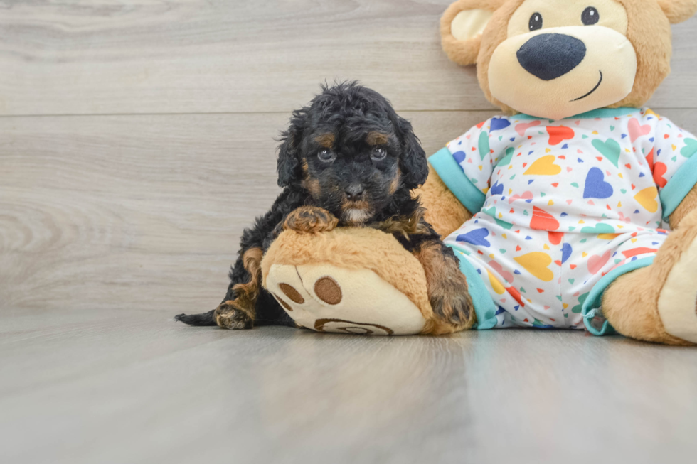 Small Cavapoo Baby