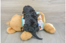 Best Cavapoo Baby