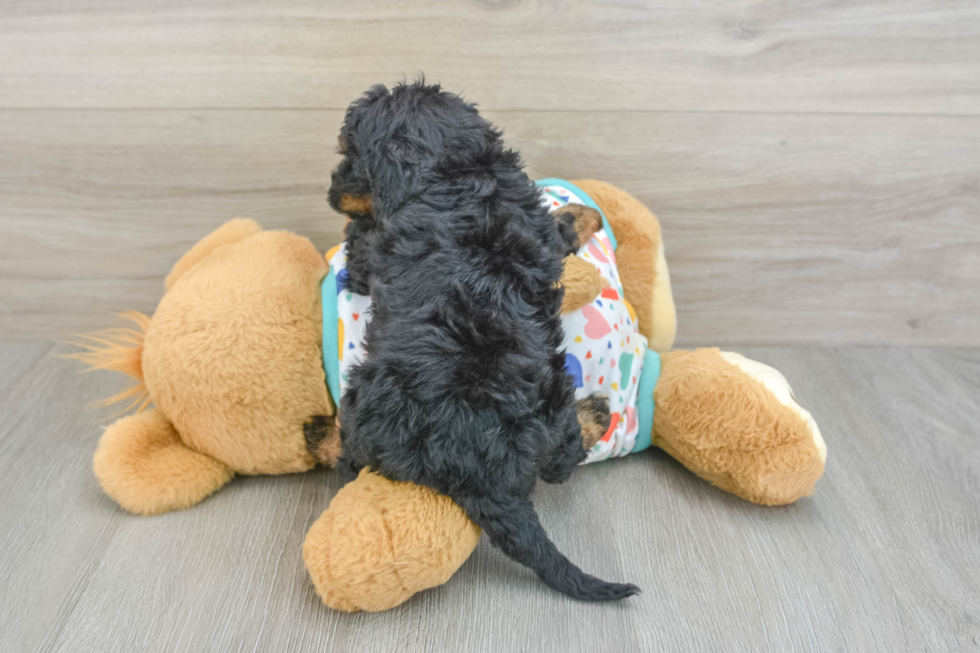 Best Cavapoo Baby