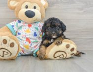 8 week old Cavapoo Puppy For Sale - Premier Pups