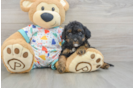 Cavapoo Pup Being Cute