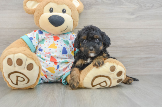 Cavapoo Pup Being Cute