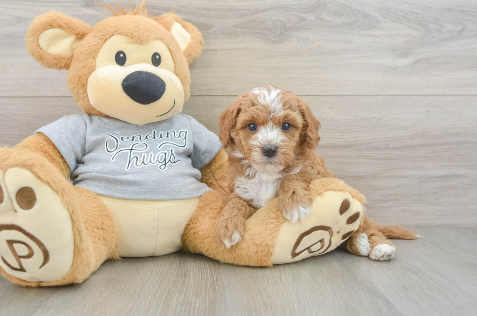 5 week old Cavapoo Puppy For Sale - Premier Pups