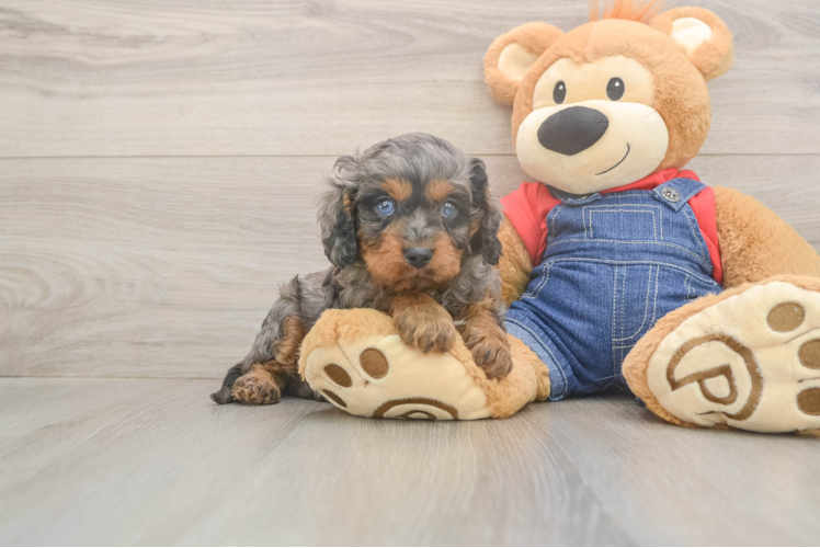 Petite Cavapoo Poodle Mix Pup
