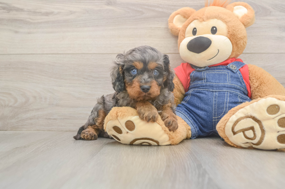 5 week old Cavapoo Puppy For Sale - Premier Pups