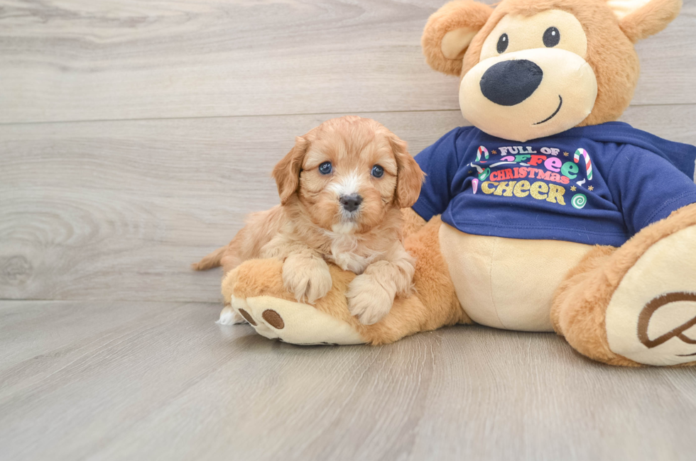 5 week old Cavapoo Puppy For Sale - Premier Pups