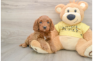 Small Cavapoo Baby