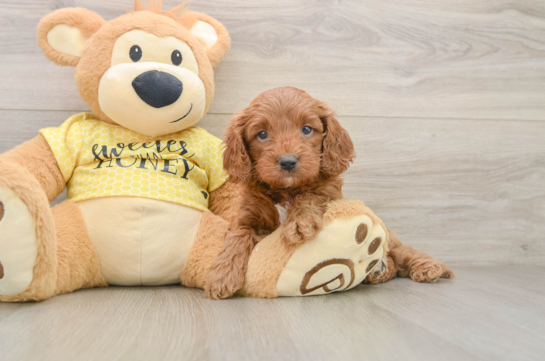 Adorable Cavalier King Charles Spaniel and Poodle Mix Poodle Mix Puppy