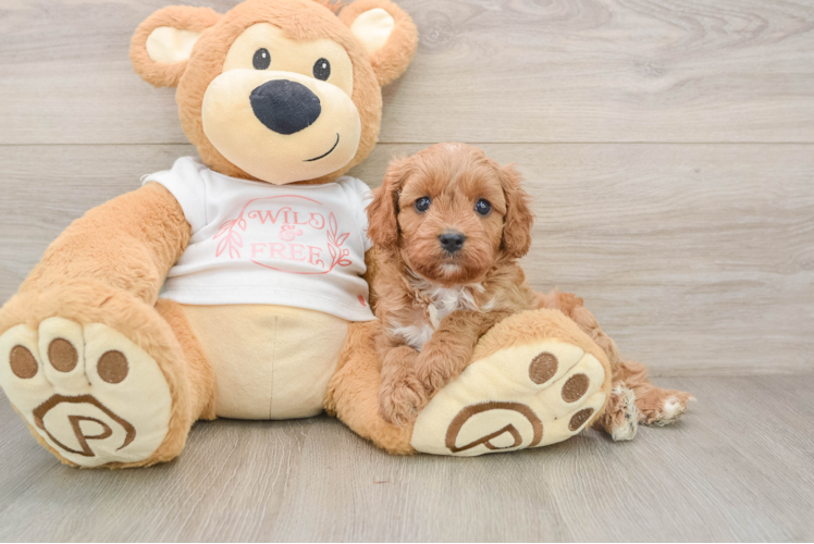 Cavapoo Pup Being Cute