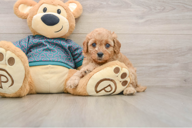 Popular Cavapoo Poodle Mix Pup