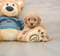 8 week old Cavapoo Puppy For Sale - Premier Pups