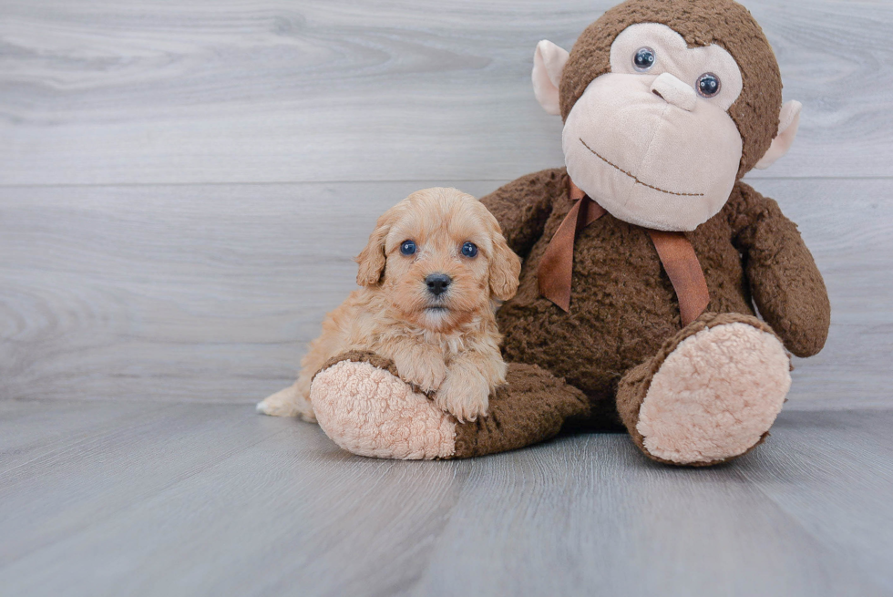 Petite Cavapoo Poodle Mix Pup