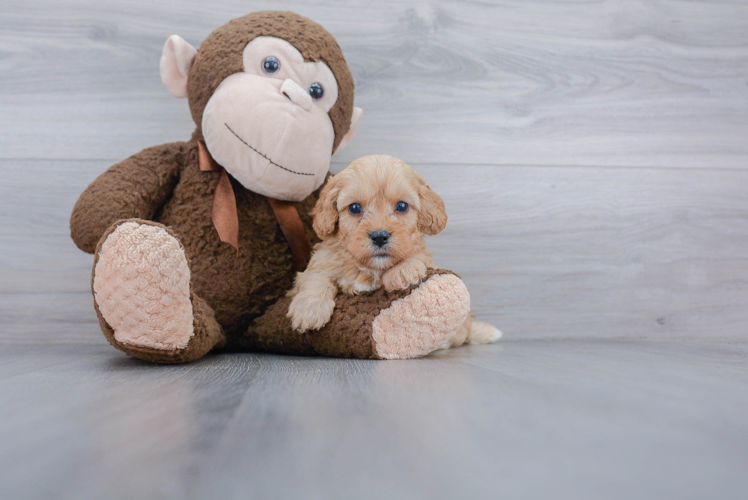 Cavapoo Puppy for Adoption