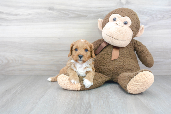 Best Cavapoo Baby