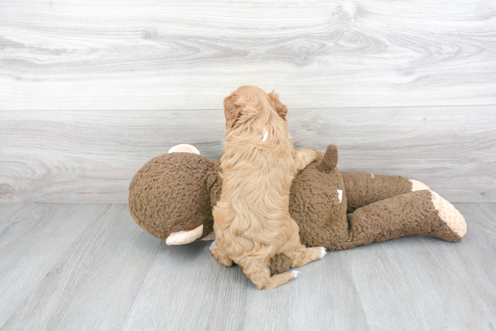 Cavapoo Puppy for Adoption