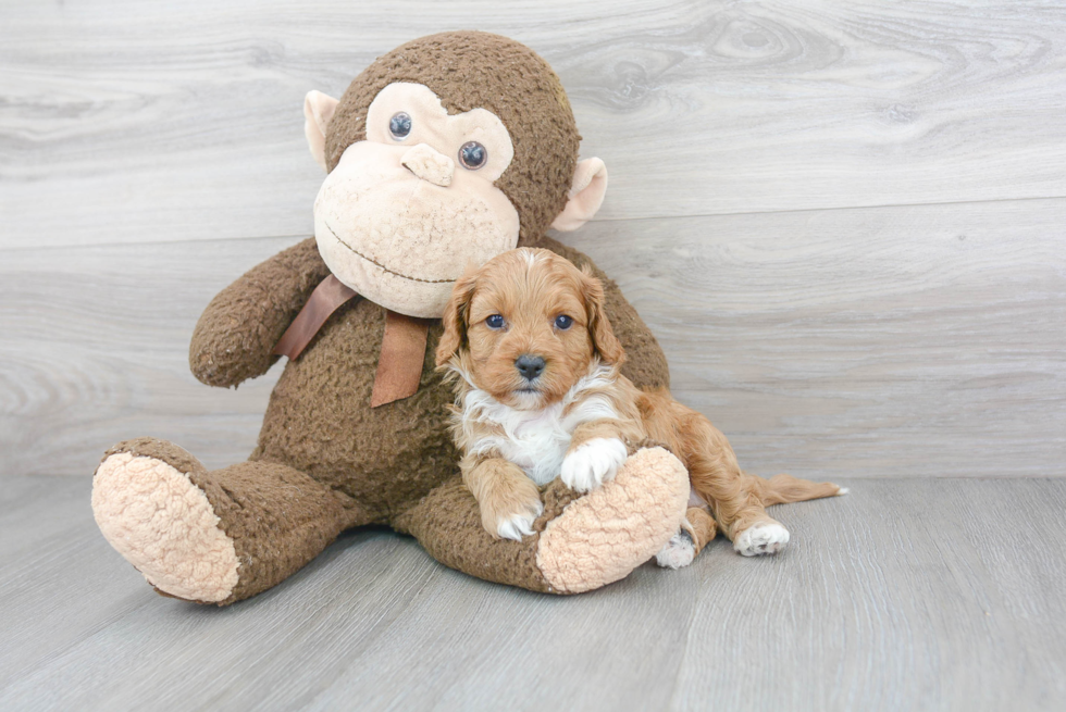 Small Cavapoo Baby