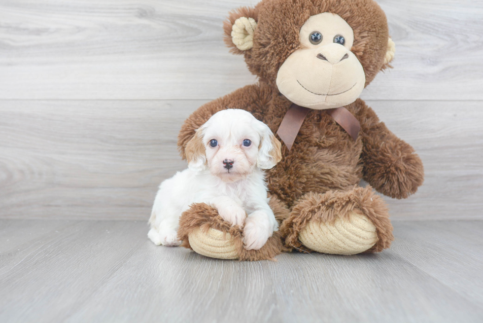 Fluffy Cavapoo Poodle Mix Pup