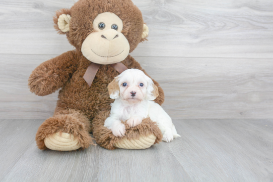 Cute Cavapoo Baby