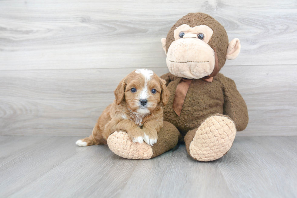 Cavapoo Pup Being Cute