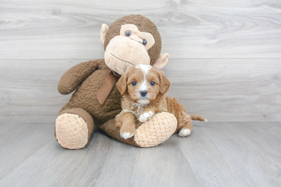 Best Cavapoo Baby