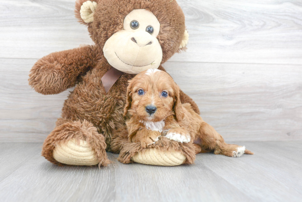 Smart Cavapoo Poodle Mix Pup