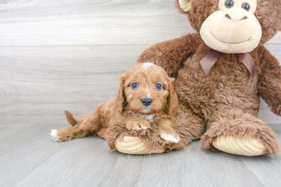 Hypoallergenic Cavoodle Poodle Mix Puppy