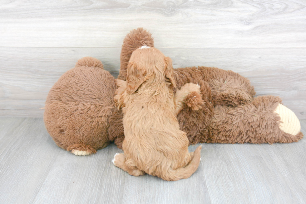 Cavapoo Pup Being Cute