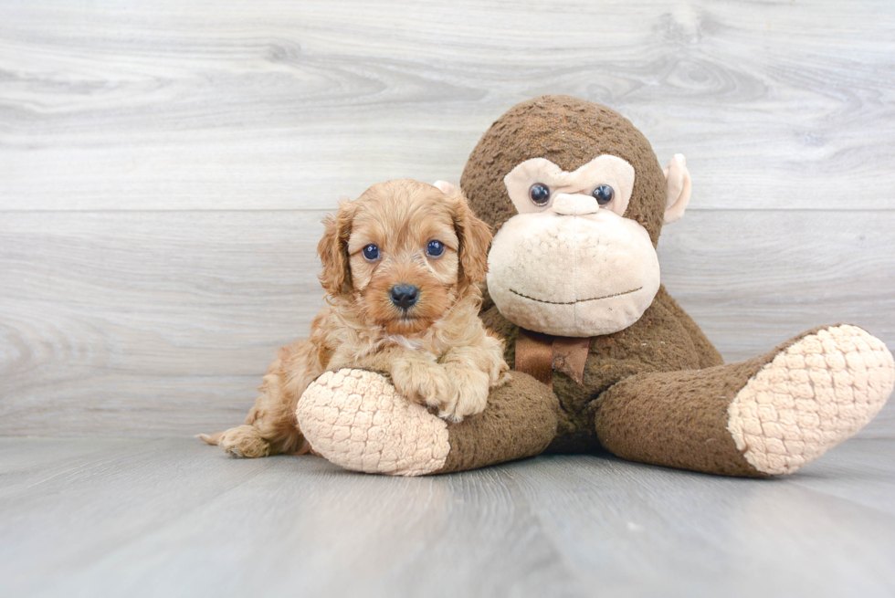 Cavapoo Pup Being Cute