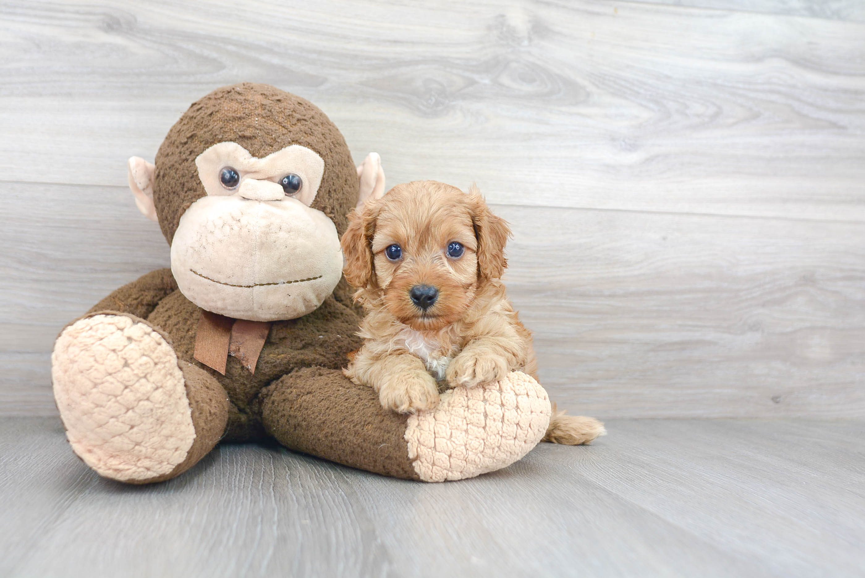 Adorable Cavoodle Poodle Mix Puppy