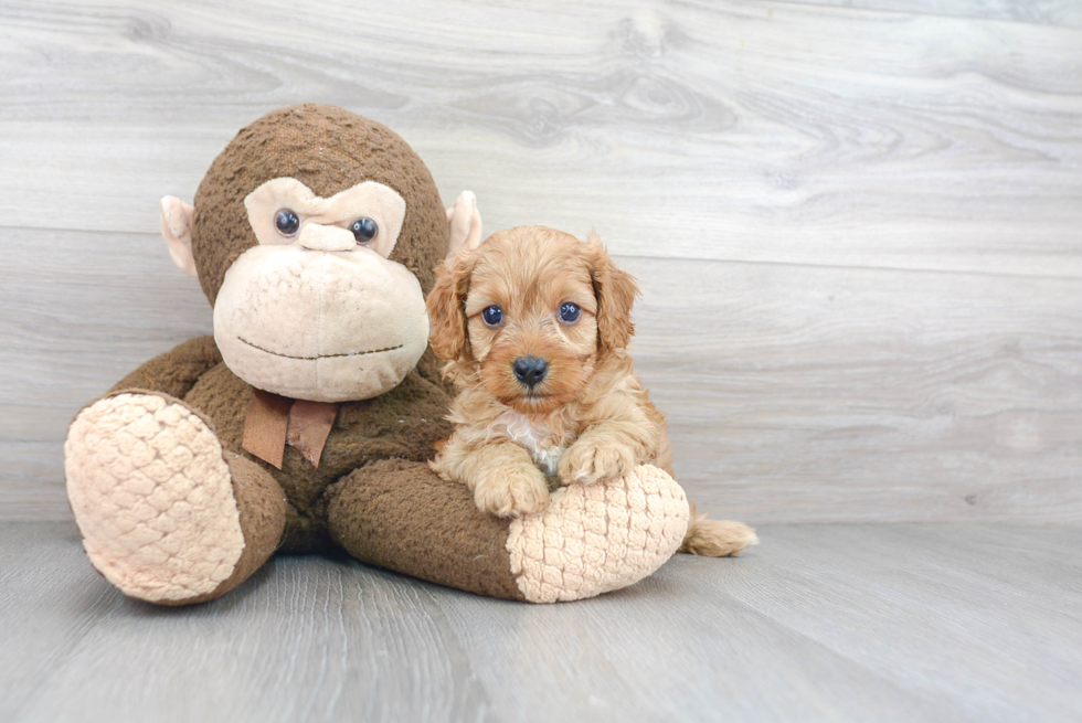 Adorable Cavoodle Poodle Mix Puppy