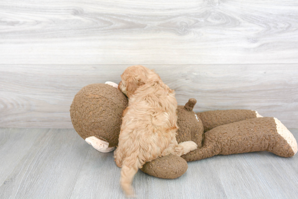 Cavapoo Pup Being Cute