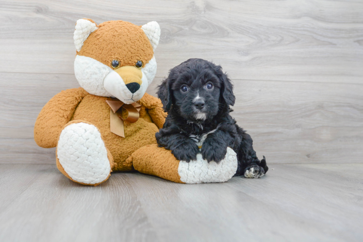 Sweet Cavapoo Baby