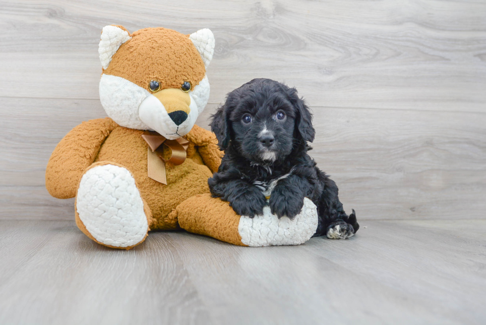 Sweet Cavapoo Baby