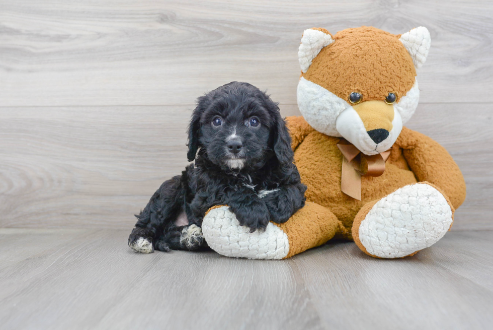 Cavapoo Pup Being Cute