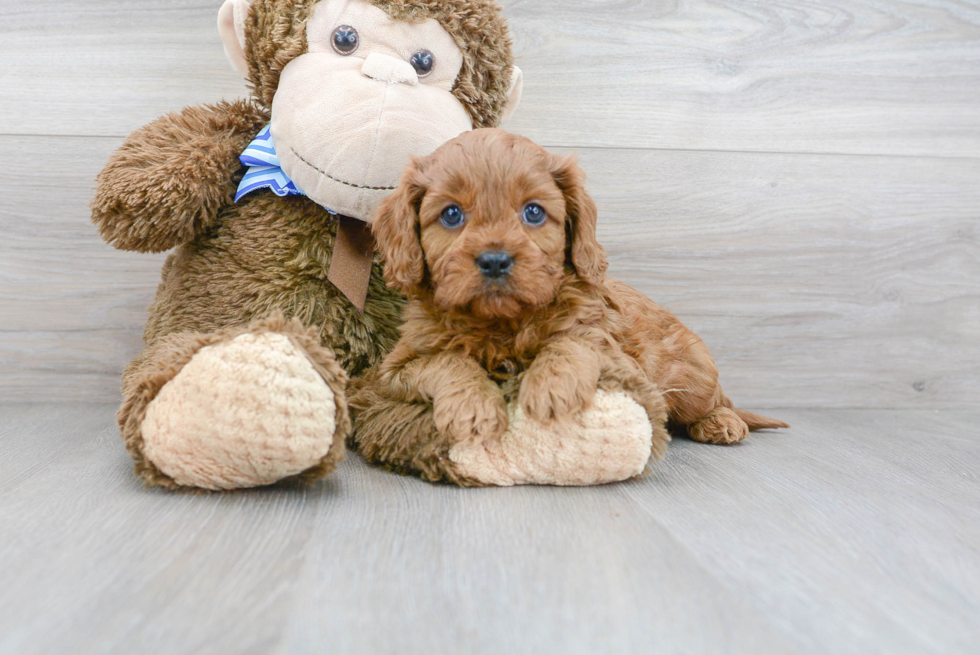 Popular Cavapoo Poodle Mix Pup