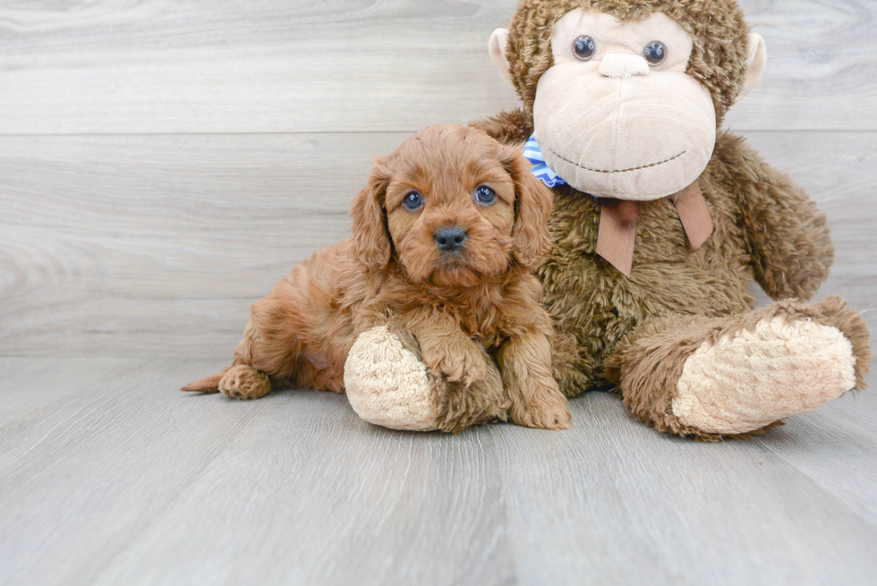 Sweet Cavapoo Baby