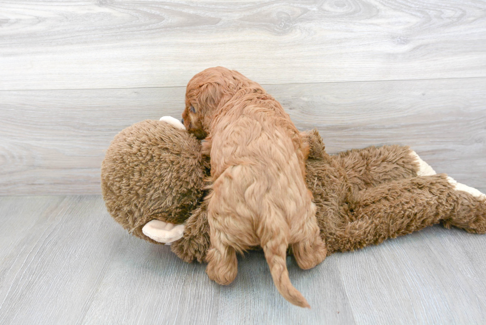 Hypoallergenic Cavoodle Poodle Mix Puppy