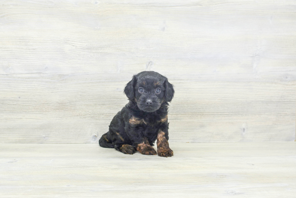 Adorable Cavoodle Poodle Mix Puppy