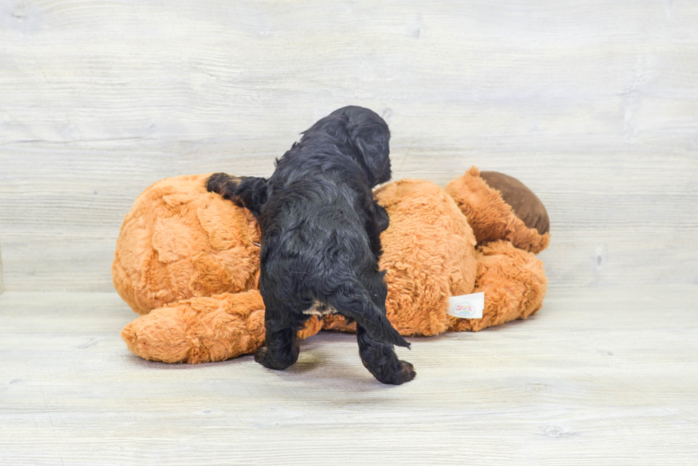 Cavapoo Pup Being Cute