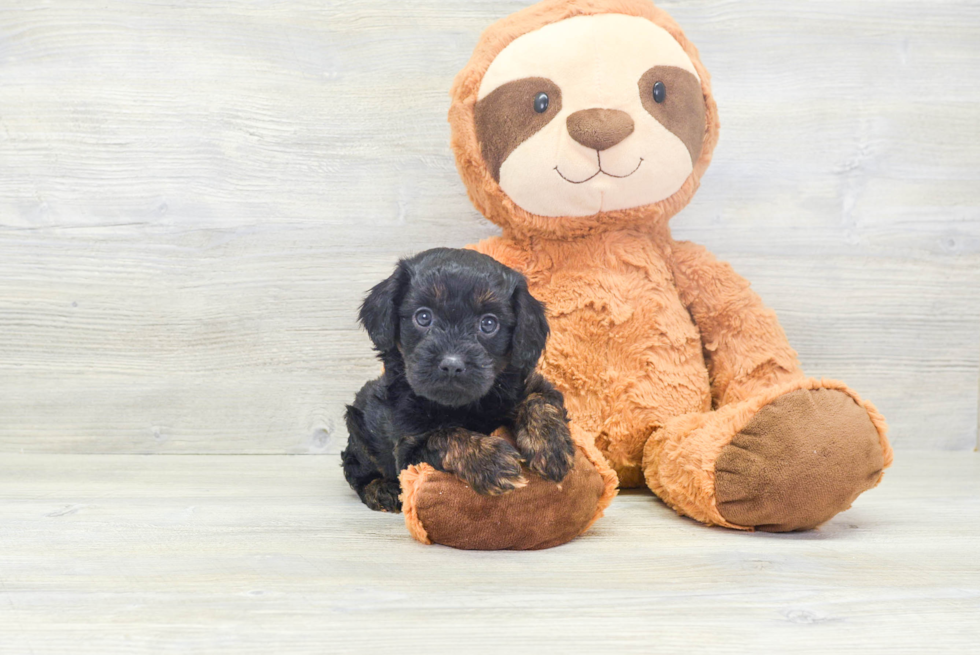 Best Cavapoo Baby